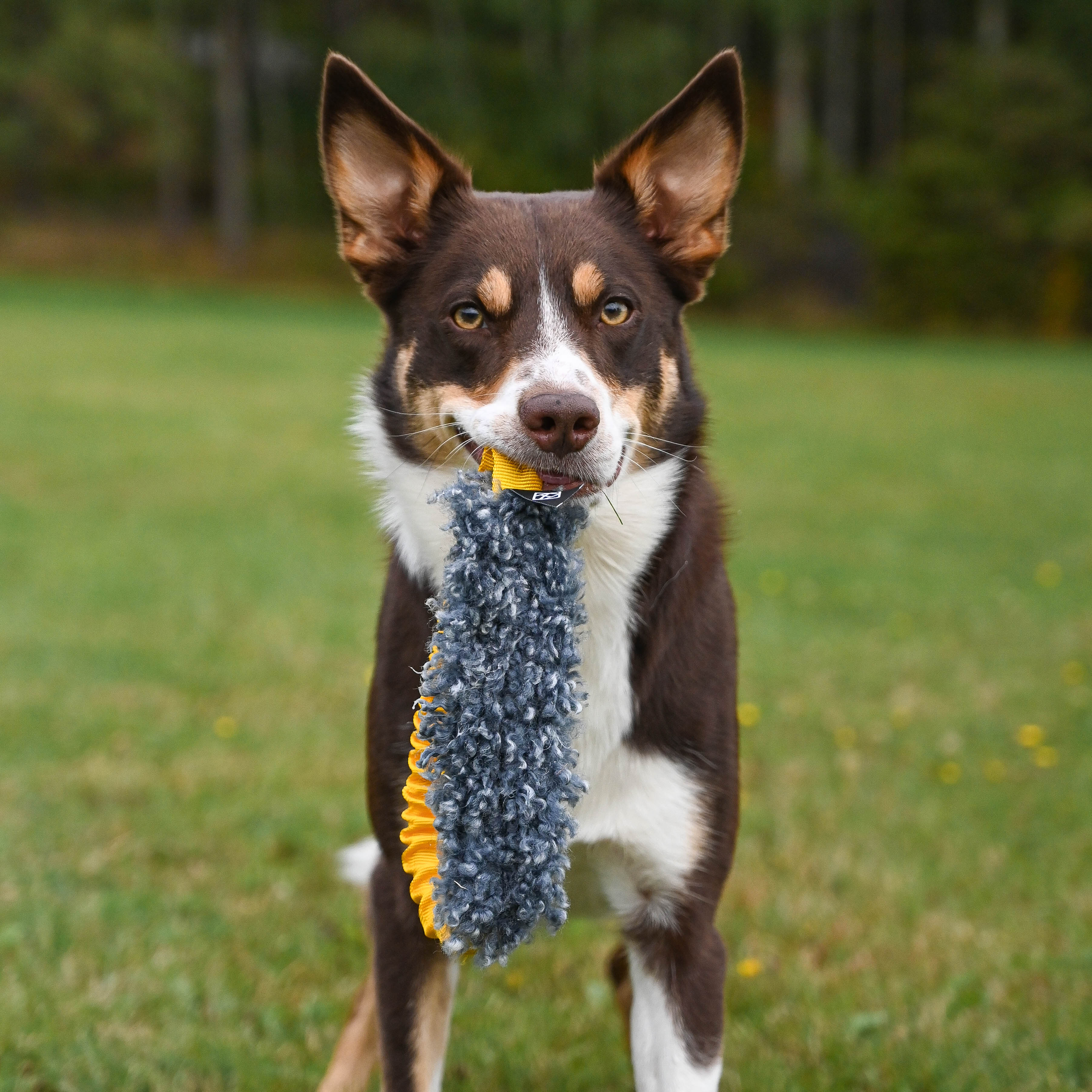 Terrier Dog Mix Rat Terrier Collie Mix Jack Russell Terrier Aussie