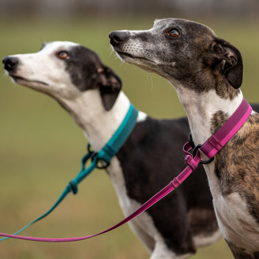 leine mit halsband All-in-One-Leine – HUNDLANDS
