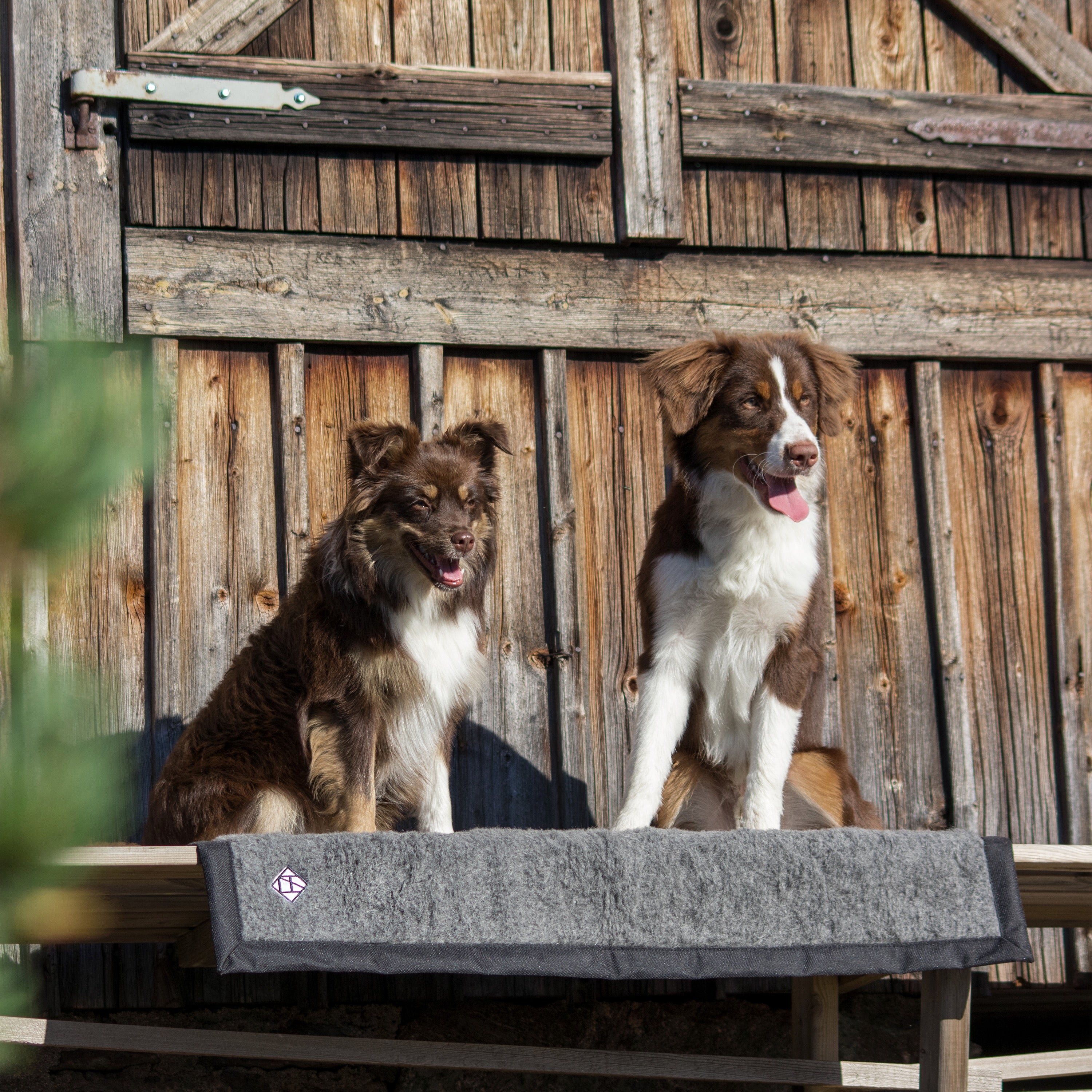 Dog blanket HIKING