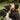 Woman in a black beanie nose to nose with her dog in a woodland setting